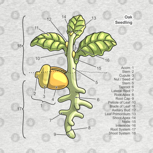 Oak Seedling Diagram by taylorcustom